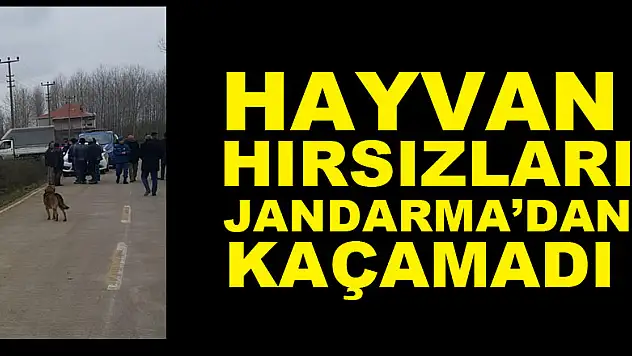 Hayvan Hırsızları Jandarma'dan kaçamadı