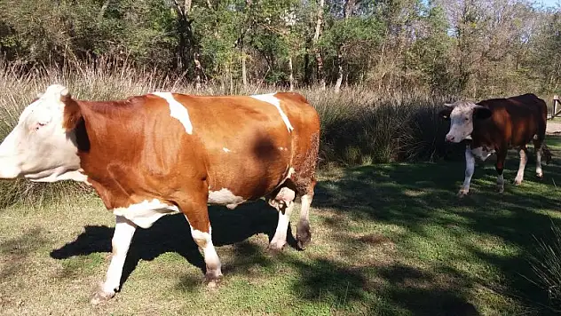  Türkiye'de 17 milyon büyükbaş hayvan var