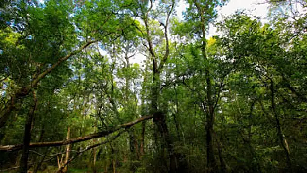 Bu ormanda 1 zehirli, 34 tür de yenmez mantar var