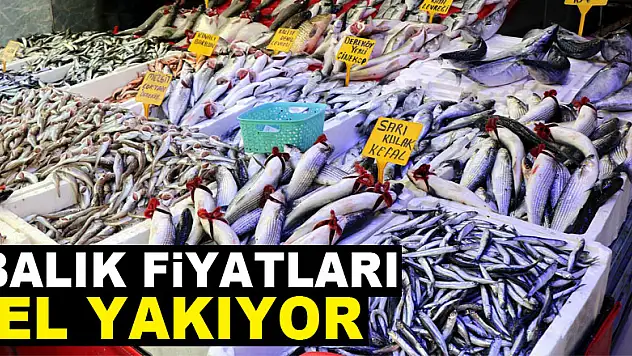 Balık fiyatları el yakıyor 