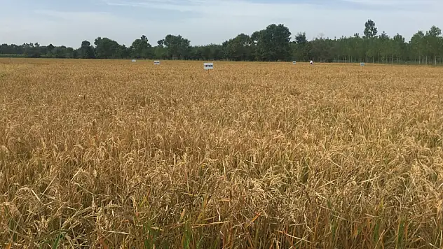 Çeltik samanı göz ardı ediliyor 