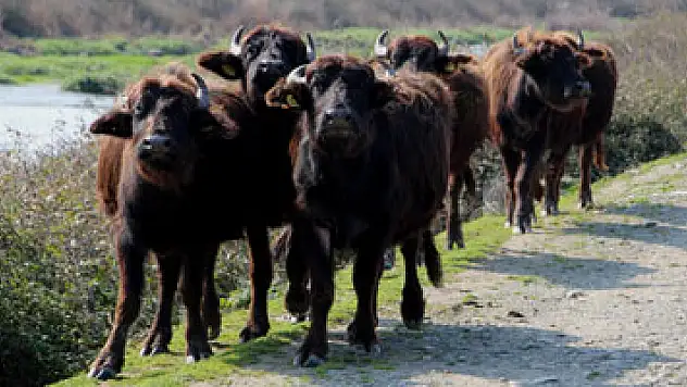 Kızılırmak Deltası'nda manda hazırlığı