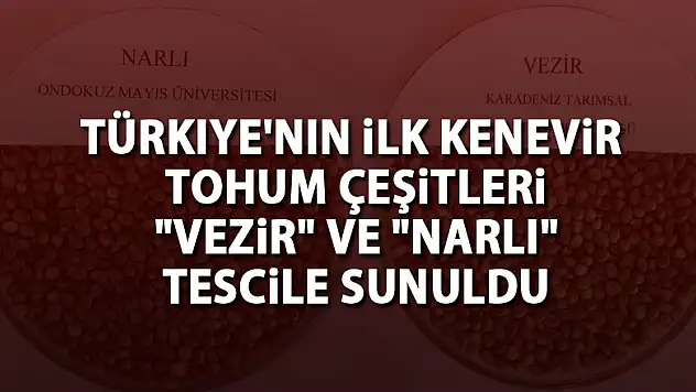 Türkiye'nin ilk kenevir tohum çeşitleri 'vezir' ve 'narlı' tescile sunuldu