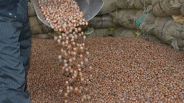 AK Partili vekil fındık üreticilerinin beklediği tarihi verdi