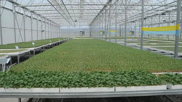 Tüm Türkiye'nin fide ihtiyacını karşılamaya talip