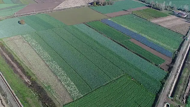 Türkiye'nin kırmızı pancar ihtiyacını Samsun karşılıyor 