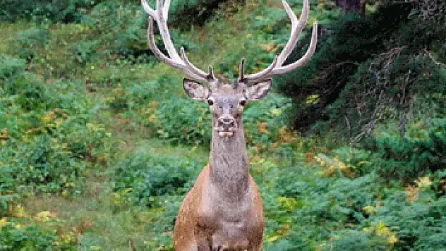 75 kızıl geyik doğaya salındı