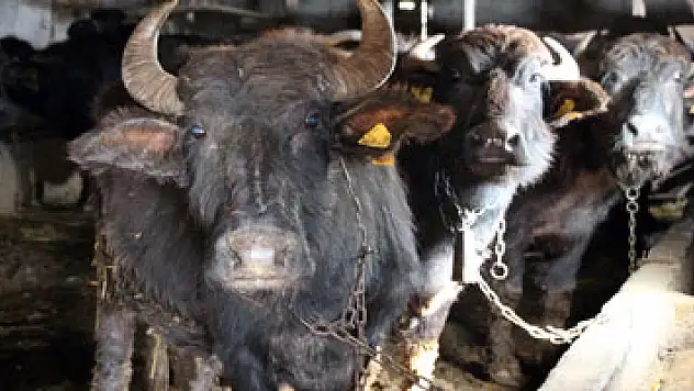 Samsun manda sayısında Türkiye 1'incisi