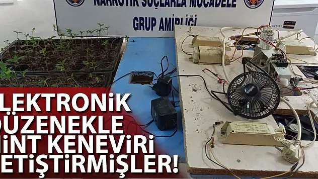 ELEKTRONİK DÜZENEKLE HİNT KENEVİRİ YETİŞTİRMİŞLER!