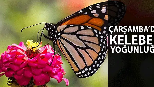 ÇARŞAMBA'DA KELEBEK YOĞUNLUĞU