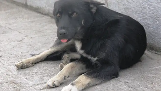 Yaban hayvanları havadan kuduza karşı aşılanıyor