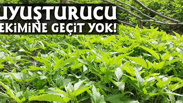 Uyuşturucu ekimine geçit yok!