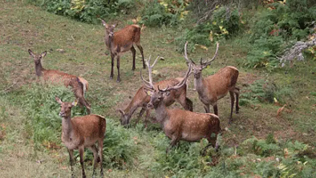 Samsun'da yaban hayvanları koruma altında