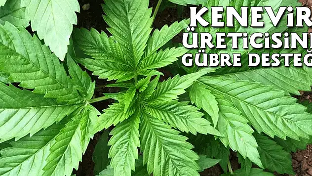 Kenevir üreticisine gübre desteği