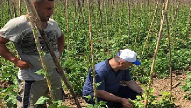 Bitki koruma ekibinden 'acil' müdahale