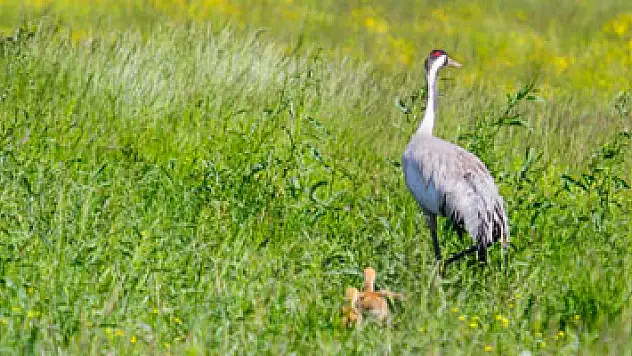 Nesli tükenme tehlikesi altındaki Anadolu dağ turnası görüntülendi