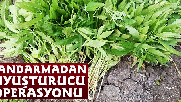 Jandarmadan uyuşturucu operasyonu