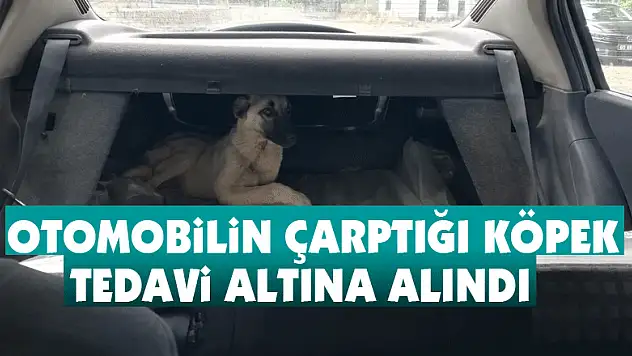 Otomobilin çarptığı köpek tedavi altına alındı  
