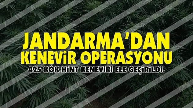 Jandarma'dan kenevir operasyonu