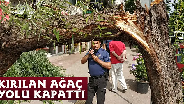 Kırılan ağaç yolu kapattı