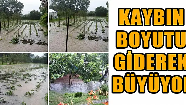 Kaybın boyutu giderek büyüyor