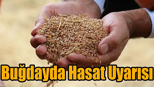   Buğdayda hasat uyarısı 