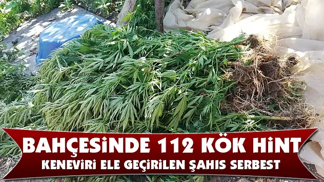 Bahçesinde 112 kök Hint keneviri ele geçirilen şahıs serbest 