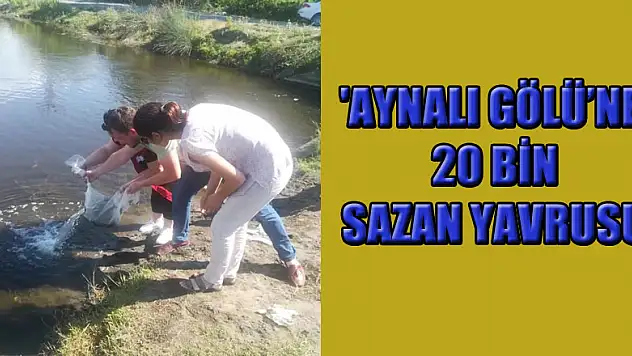 'Aynalı Gölü'ne 20 bin sazan yavrusu 