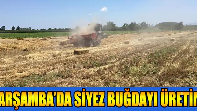 Çarşamba'da siyez buğdayı üretimi 