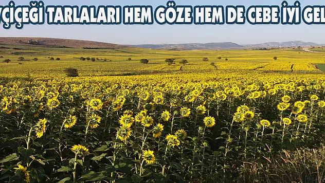Ayçiçeği tarlaları hem göze hem de cebe iyi geldi 
