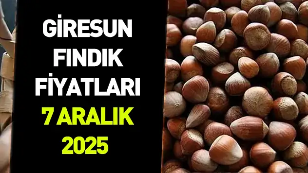 7 Aralık 2025 Giresun Fındık Fiyatı | Piyasa Dengeli Seyirde İlerliyor