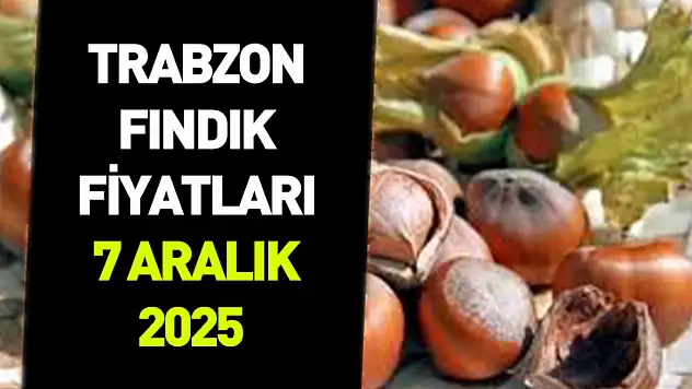 7 Aralık 2025 Trabzon Fındık Fiyatı | Piyasa Üst Bantlarda Seyrediyor