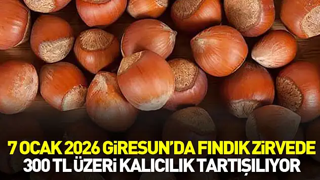 7 Ocak 2026 Giresun'da Fındık Zirvede: 300 TL Üzeri Kalıcılık Tartışılıyor