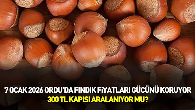 7 Ocak 2026 Ordu'da Fındık Fiyatları Gücünü Koruyor: 300 TL Kapısı Aralanıyor mu?