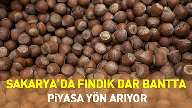 7 Ocak 2026 Sakarya'da Fındık Dar Bantta: Piyasa Yön Arıyor