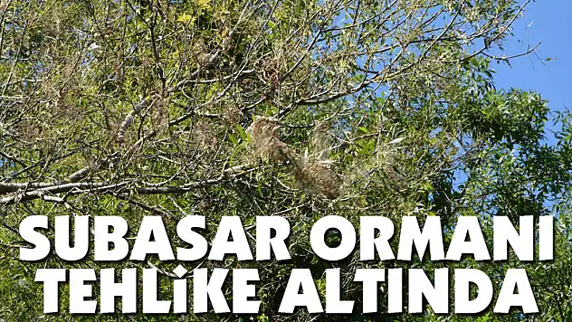 Subasar ormanı tehlike altında