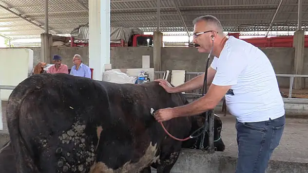 Atakum Canlı Hayvan Pazarı üreticiyle birlikte açıldı 