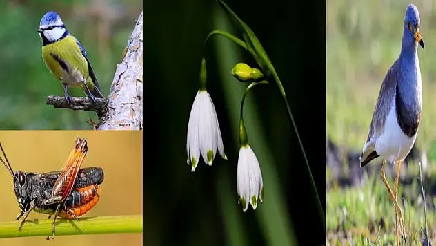 Samsun'da 1784 endemik bitki türü tespit edildi 