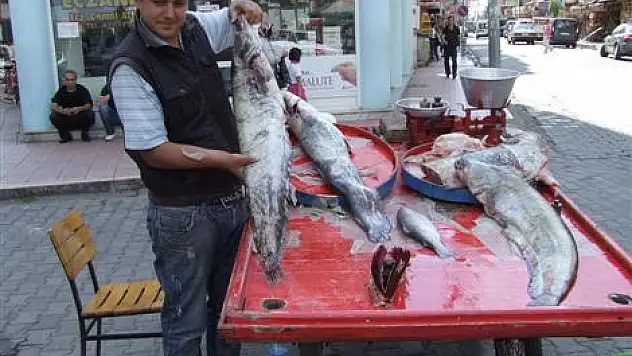 Yayın balığı yüz güldürmeye devam ediyor