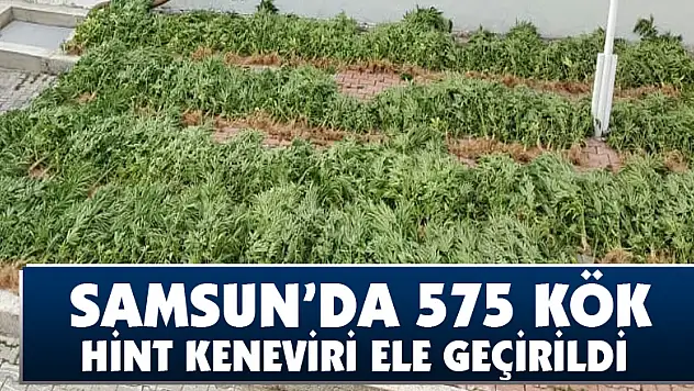 Samsun'da 575 kök Hint keneviri ele geçirildi 