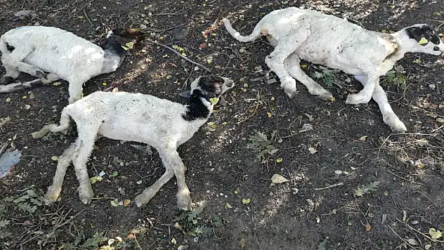 'Genç Çiftçi Projesi' kapsamında dağıtılan küçükbaş hayvanlar vebalı çıktı 