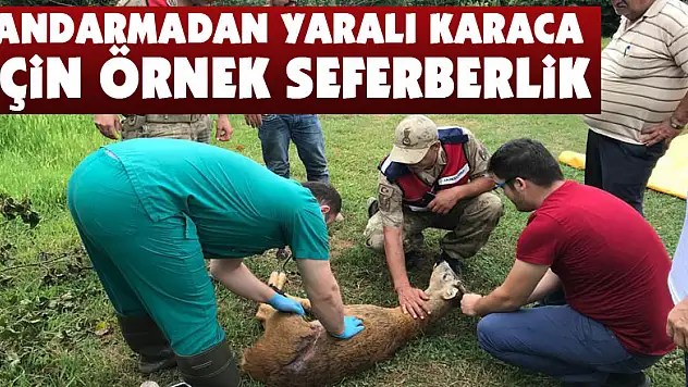 Jandarmadan yaralı karaca için örnek seferberlik