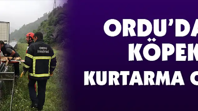 Ordu'da film gibi köpek ve inek kurtarma operasyonları 