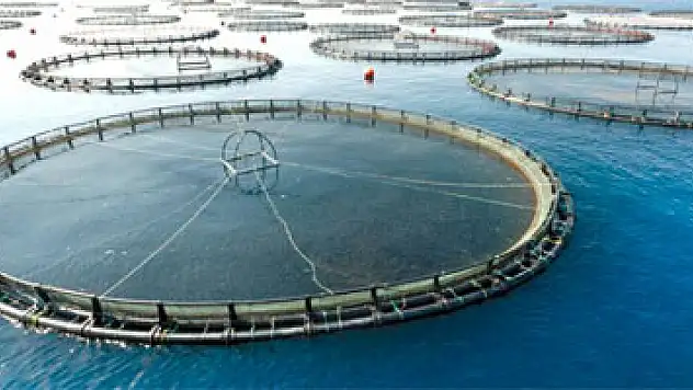 Barajlardaki su ürünlerinden katkı