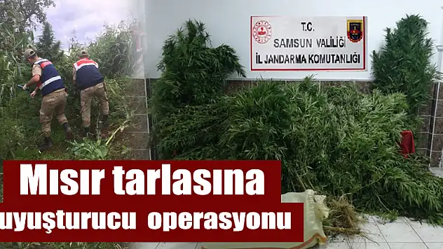 Mısır tarlasına uyuşturucu  operasyonu 