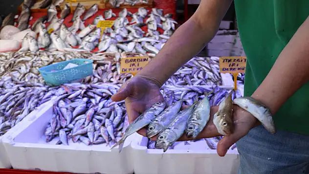 Palamut yok, umut hamside 