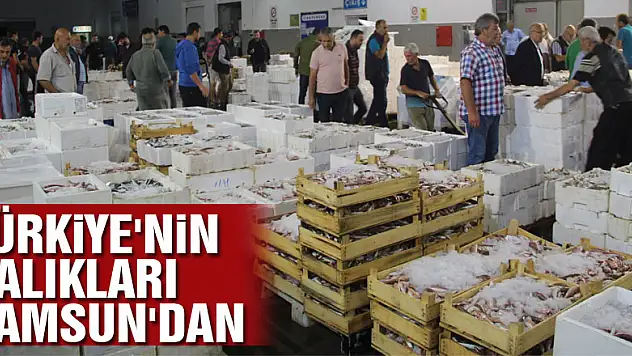 Türkiye'nin balıkları Samsun'dan
