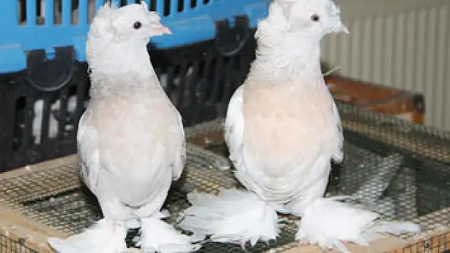 Araba fiyatına güvercin