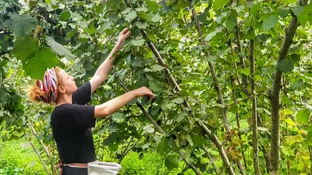 Fındık hasadında böcek ısırmalarına dikkat