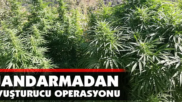 Jandarmadan uyuşturucu operasyonu